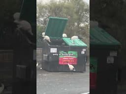 you will ONLY see this in Australia