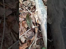 Trout Lily Foraging #ephemeral #forestplants #springephemerals #springforest #forests #forestfood