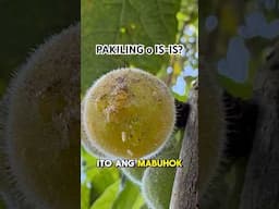 Edible figs of Pakililing and Is-is
