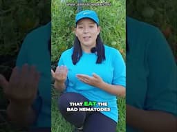 How to Get Rid of Root Knot Nematodes