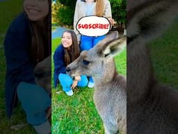 Who will the KANGAROO COME TO?! 🦘👀🤣 #Shorts
