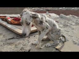 For 4 Days, He Couldn’t Eat Or Poop - Only Stones In His Belly, And A Gaze That Pierced My Heart...
