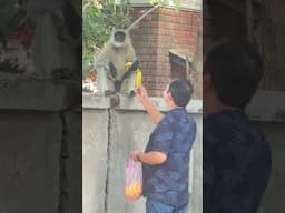 Now Bananas for my Langurs