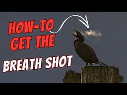 How-to Photograph Bird Breath (Step-by-Step Tips)