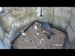 Live Pictures from Kettering Peregrines 2025