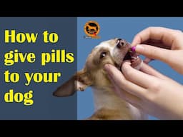 How to give pills to your dog | Bengali | QDogS