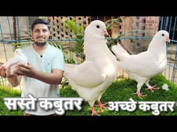 Fancy Pigeons Loft Sitapur Uttar Pradesh | Shirazi, Oriental Frill, Frillback pigeon