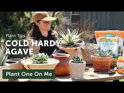 COLD-HARDY AGAVE + More — Ep. 413