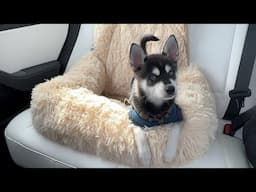 Pelsbarn Dog Seat Review