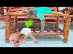 Ouch..ouch.. OMG! Baby monkey smells so bad😤