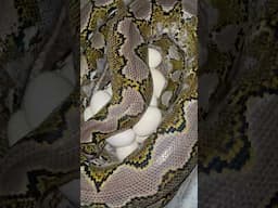 งูเหลือมกำลังออกไข่🐍 #งูเหลือม #snake #งูออกไข่ #rfreptile #python he