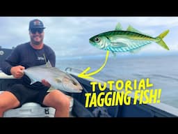 Trading Live Bait for BIG FISH! (AND TAGGING THEM!)