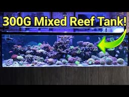 Peter's Textbook 1,200 Litre Mixed Reef Tank!