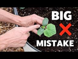 I Wish I Knew THIS Before Growing Cucumbers