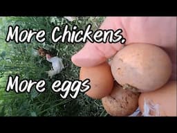 More Chickens, More Eggs