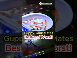 Guppy Tank Mates – Best and Worst Tank Mates for Guppies #fishtank #aquarium #guppyfishtank