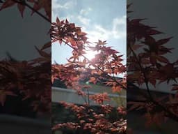 Mornings in rural #China [Wait for it]
