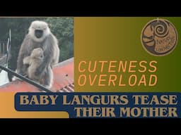 Baby Langurs tease their Mom | Cuteness Overload | Funny and Naughty Baby Animal | Nature Connection