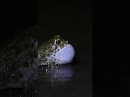 Frog sounds #nature #wildlife #frog #amphibians