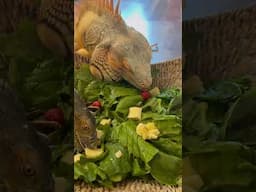 Two Iguanas Enjoying a Fresh Salad Meal Together