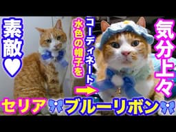 2025ｰ06−08 保護猫たちの「ほっこり猫ライブ」ハッチ＆マック＋黒猫めめ＋がんサバイバーママ Cat live Stream in Japan -Cat Life TV