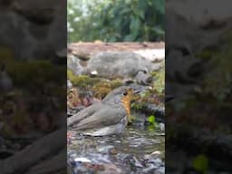 Rotkehlchen badet