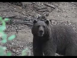 Brown Bear Attacks 59 Year Old Woman On May 21st, 2025 In Slovenia