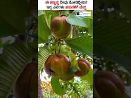 Elephant Apple: The Secret Tree Every Farmer Should Grow! 🌳🔥#shorts #elephantapple