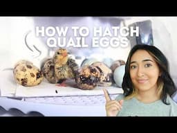 How to Hatch QUAIL EGGS at HOME | Step-by-step Guide for Beginners