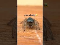 Moving my BABY SPIDERS!!