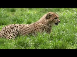 Cheetah Cubs Out - Cincinnati Zoo