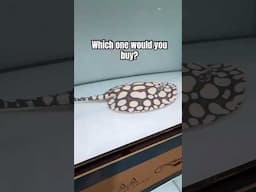 Which stingray is #1? #stingray #aquariumhobby #rarefish