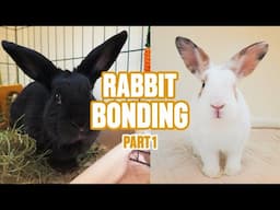 Rabbit Bonding: Introducing My Rabbits for the First Time
