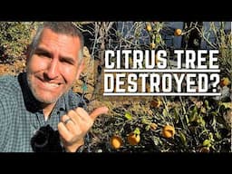 Citrus Tree Lost Its Leaves in a Windstorm or Freeze? Do THIS Immediately