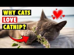 Cats Gone WILD Because of THIS?/ What Does Catnip Do To Cats?