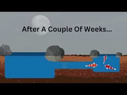 How To Train Koi To Swim through a tunnel connecting Two Separate Ponds