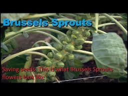 Brussels Sprouts Flowering | Have you ever wondered what happens to Brussels sprouts if you leave it