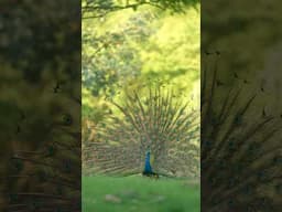 Did you know this about our National Bird? #peacock #wildlife #aarzookhurana