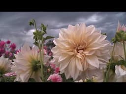 Episode 203  Beauty from the Flower Farm - Flowers in Season - Featured Flower- Dahlia
