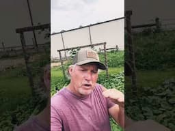 Most Common Disease in Cucumbers, Pumpkins, & Squash #gardening #growhoss #growyourownfood #shorts