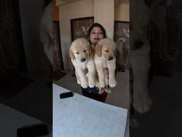 Low Price Family friendly Golden Retriever #shortvideo #doglover #short #Short #Shorts #youtubeshort