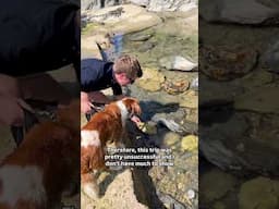 Rockpooling is a great way to interact with native marine life