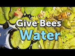 HOW TO MAKE A WATER SOURCE FOR BEES IN 3 STEPS: How, When & Why We Provide Water for Honey Bees