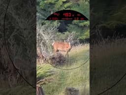 .300 WM & Eliminator 6 scope. Shooting Red Stag at 453 yards #huntingnz #deerhunting #shooting