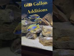Releasing 16 Peacocks into a 600g Aquarium