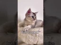 Hehe 😺
