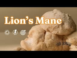 Everything Lion's Mane with Tero | Four Sigmatic