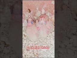 Cockatiel Chicks #chicks #cockatiel #birds