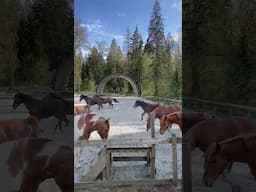 They Are Putting The WILD In Wildies! #horses #bcwildies #shortsfeed