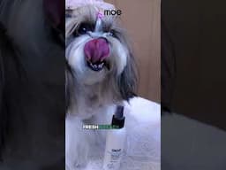 Watch This Shih Tzu Glow After Using Xtra Nourish kit